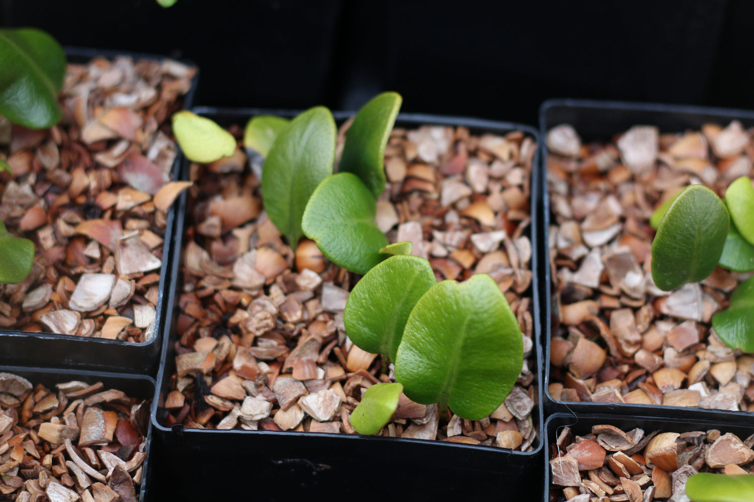 Elaphoglossum sinii MD12-66