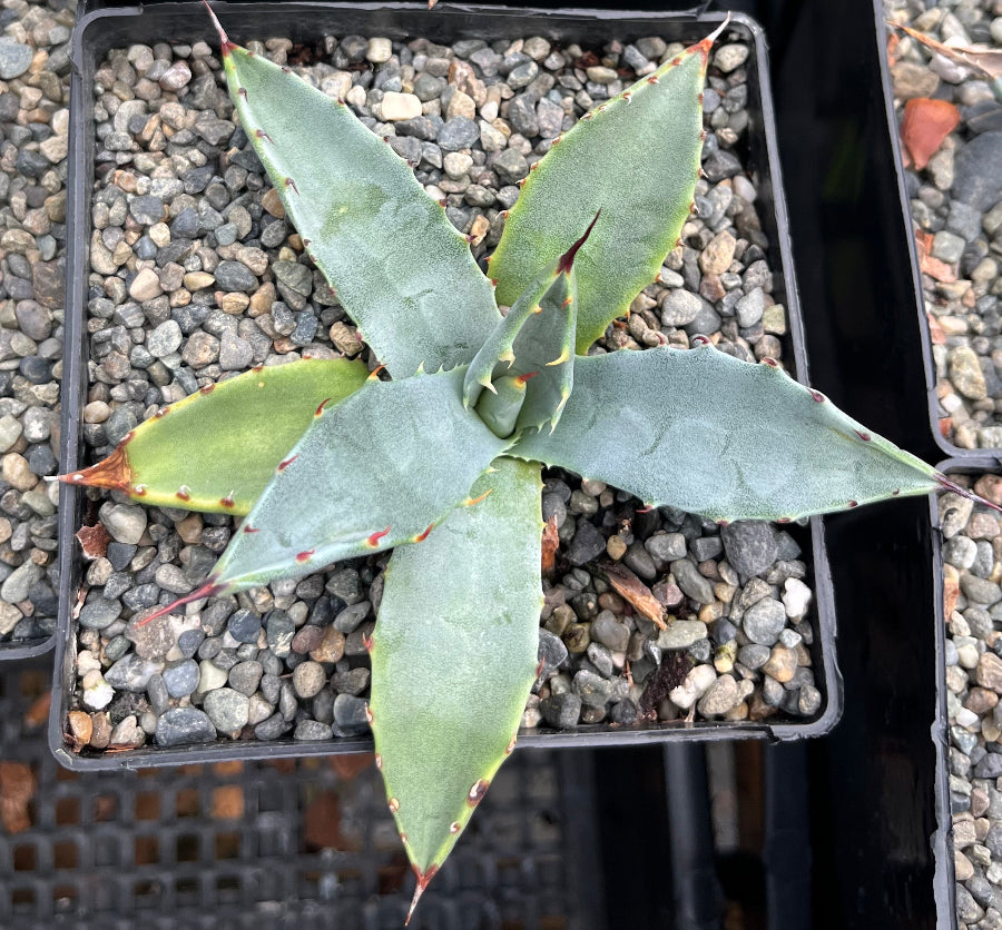 Agave parryi IB 1194