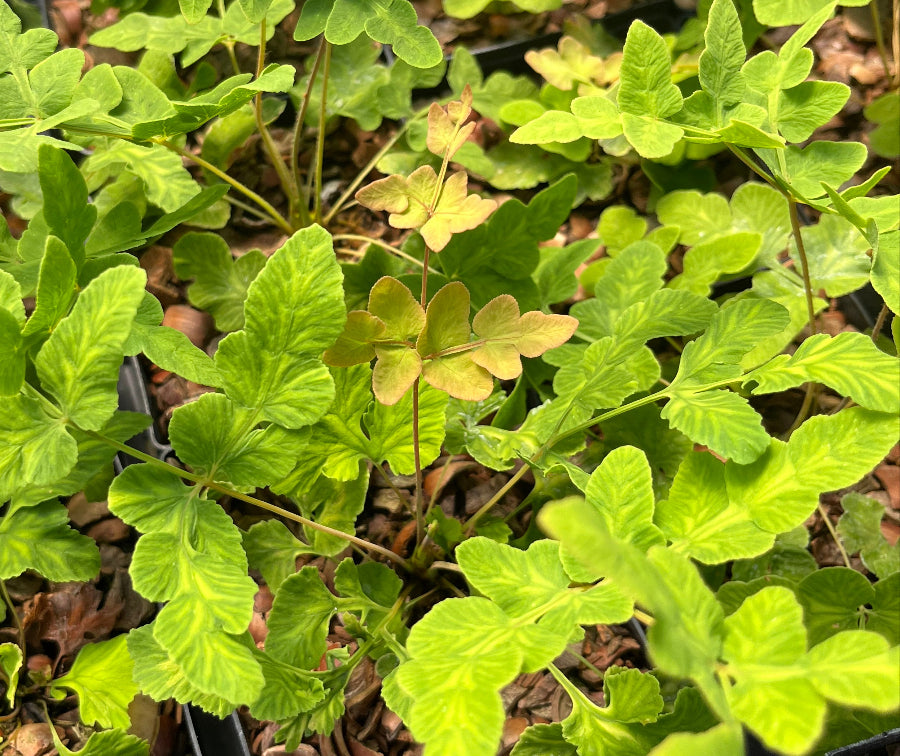 Osmunda regalis 'Decomposita'