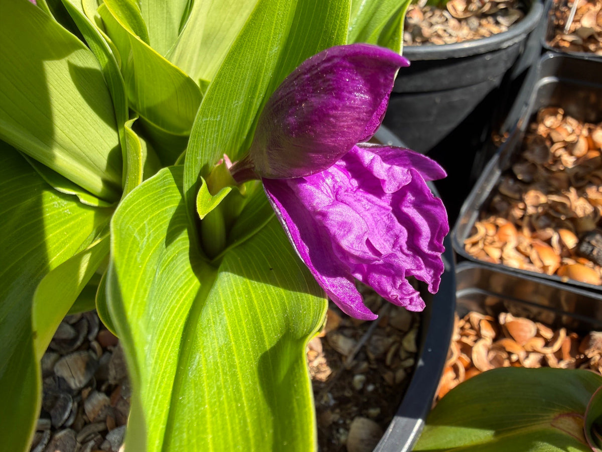 Roscoea auriculata - Good Form