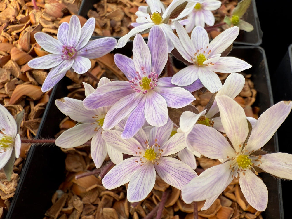 Hepatica nobilis var. japonica - Pale-washed purple