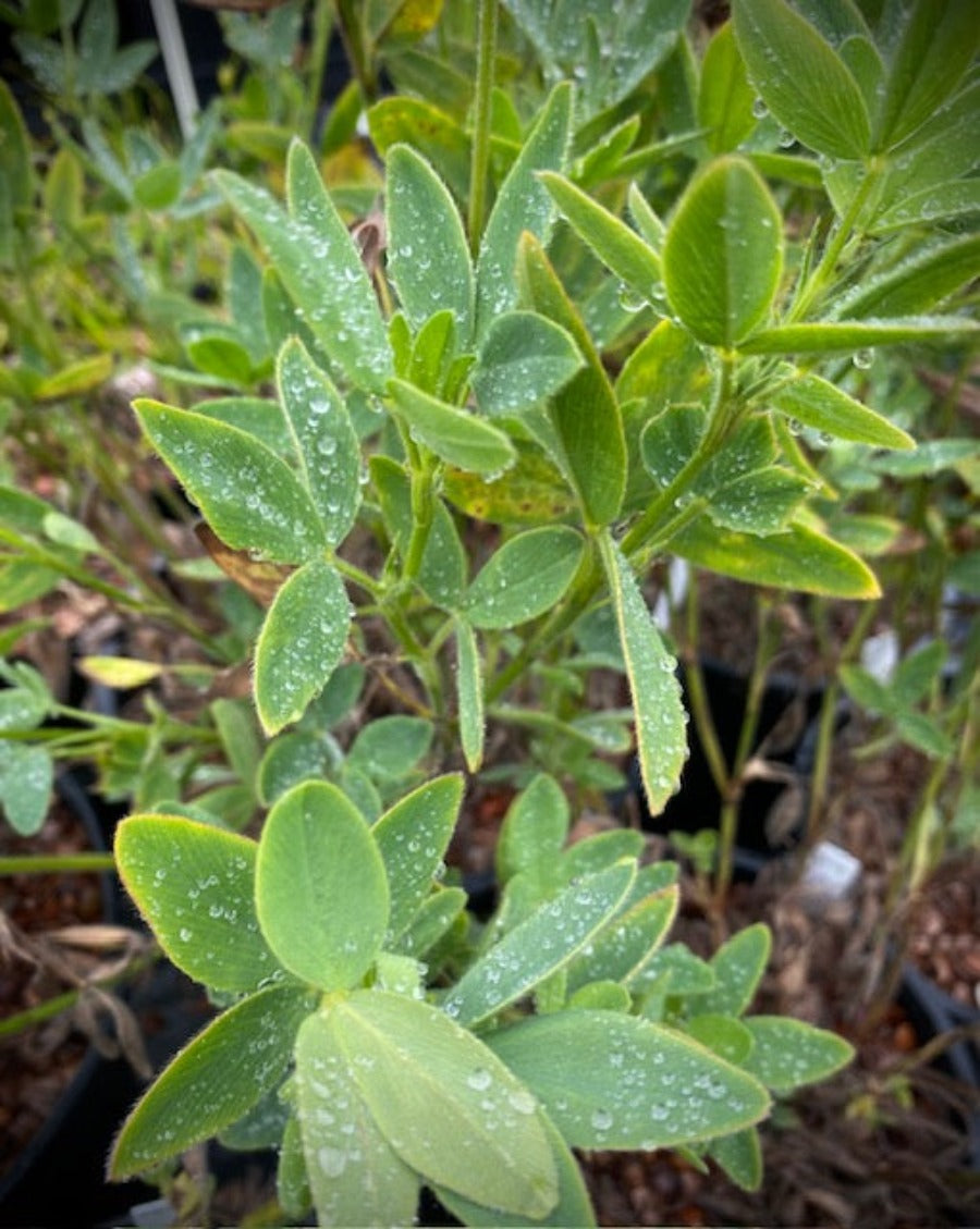 Trifolium pannonicum – Far Reaches Farm