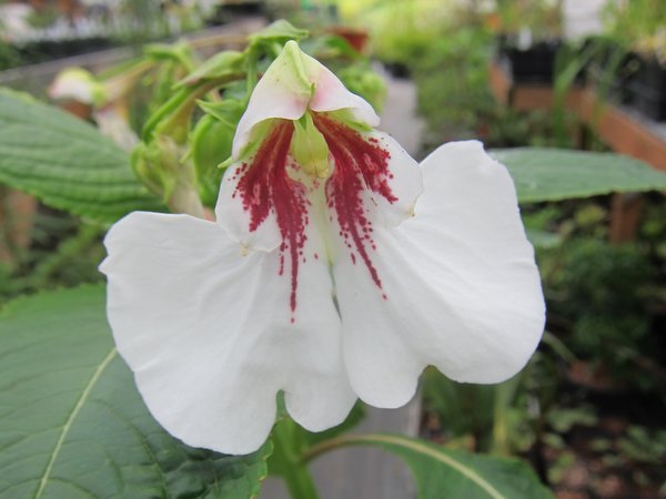 Impatiens tinctoria