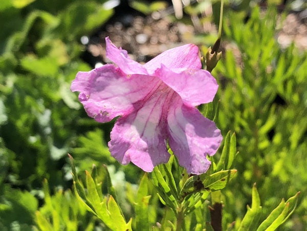 Incarvillea olgae