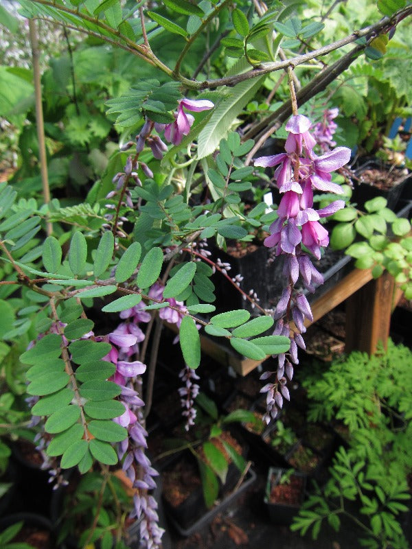 Indigofera pendula