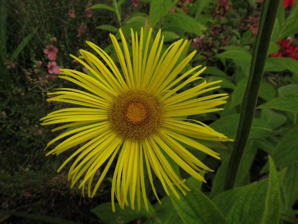 Inula hookeri