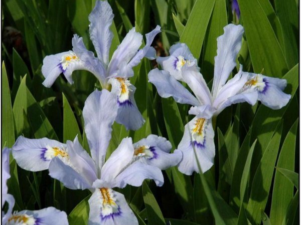 Iris cristata 'Powder Blue Giant'