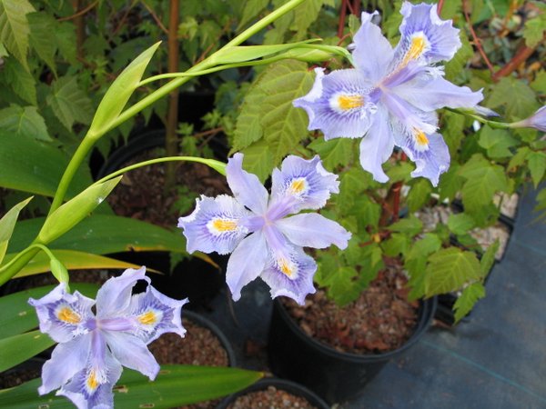 Iris confusa 'Martyn Rix'