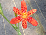 Iris domestica (syn. Belamcanda chinensis) MD 15-98