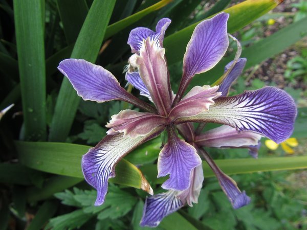 Iris foetidissima 'Nant Gwilw'