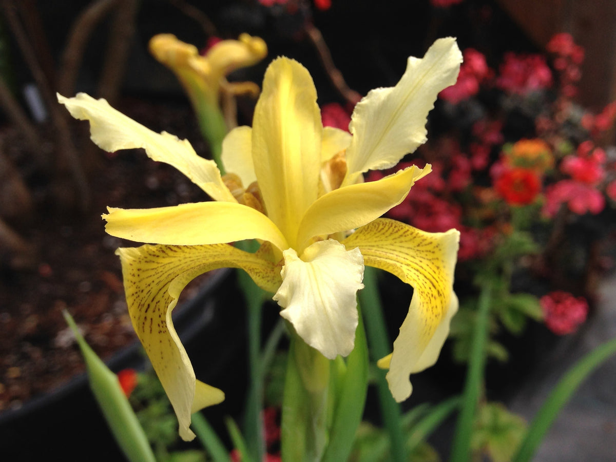 Iris forrestii ZHNP172