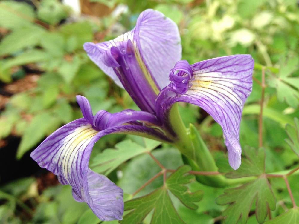 Iris tridentata