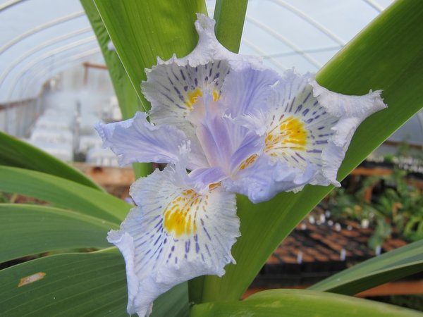 Iris wattii CPC