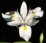 Iris gracilipes 'Buko Form'