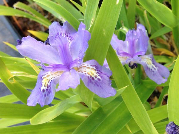 Two blue-purple flowers of Iris sp. CDHM 14571