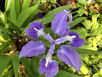 Iris tectorum EDHC