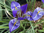 Iris unguicularis 'Eye Eye'
