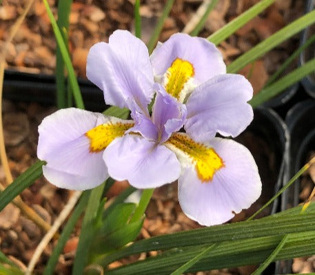 a white and yellow flower of Iris dabashanense 'Mini Treasure'