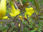 Jasminum humile f. wallichianum