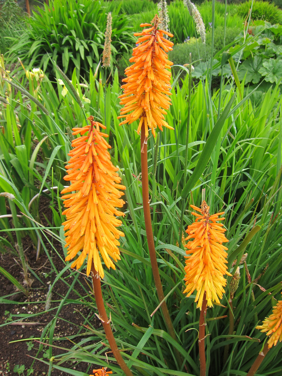 Kniphofia 'Cobra'
