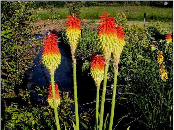 Kniphofia porphyrantha