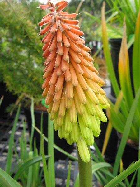 Kniphofia porphyrantha