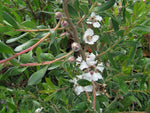 Leptospermum grandiflorum 'Eugene Hardy'