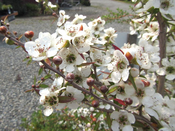 Leptospermum juniperinum - Mount Imlay Form – Far Reaches Farm