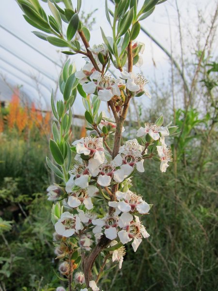 Leptospermum namadgiensis closeup