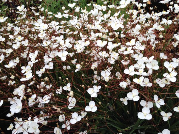 Libertia 'Nelson Dwarf'