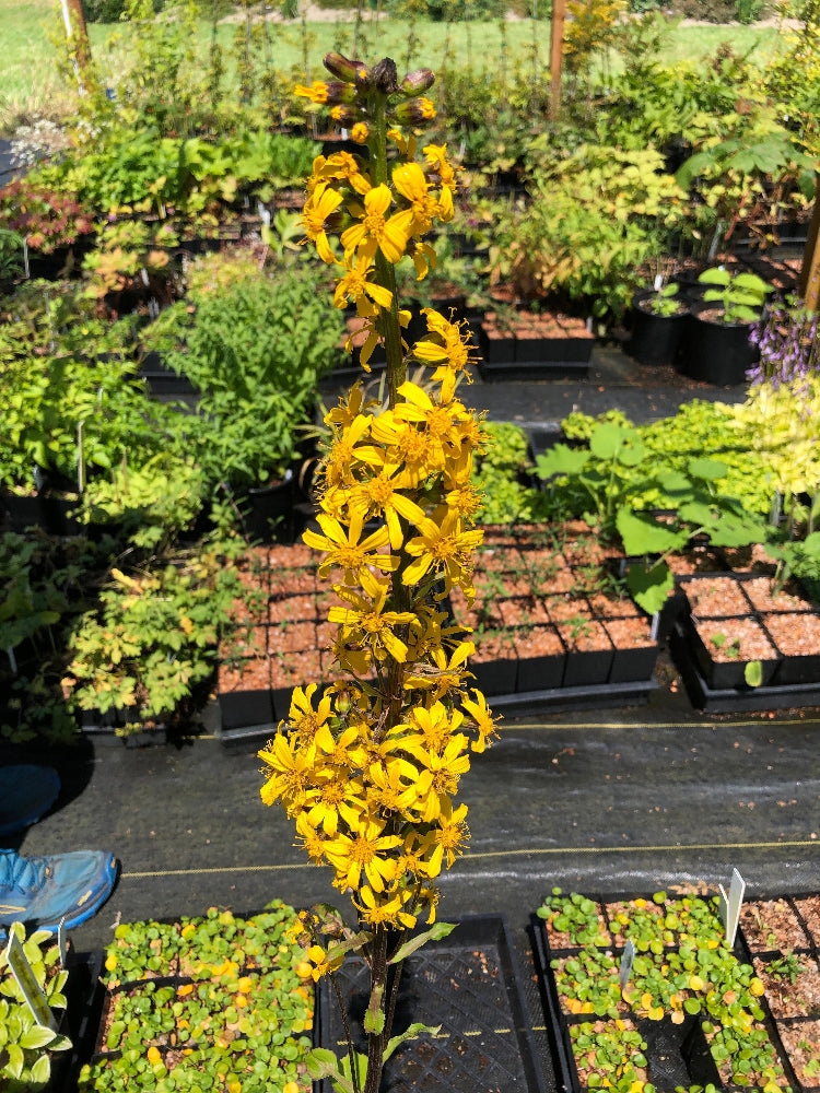 Ligularia vorobievii