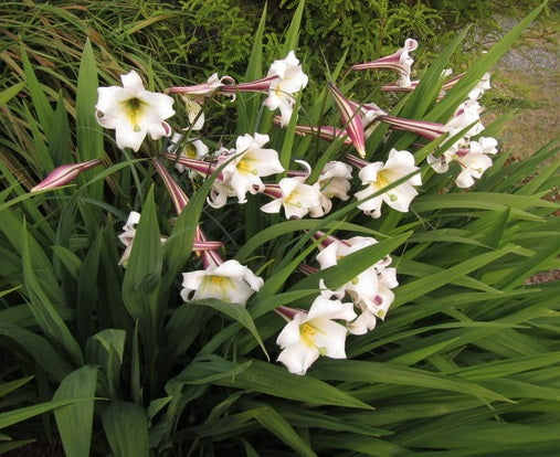 Lilium formosanum v. pricei