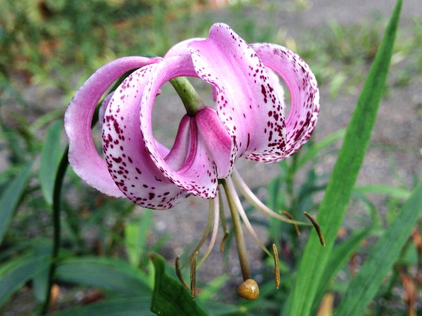 Lilium lankongense