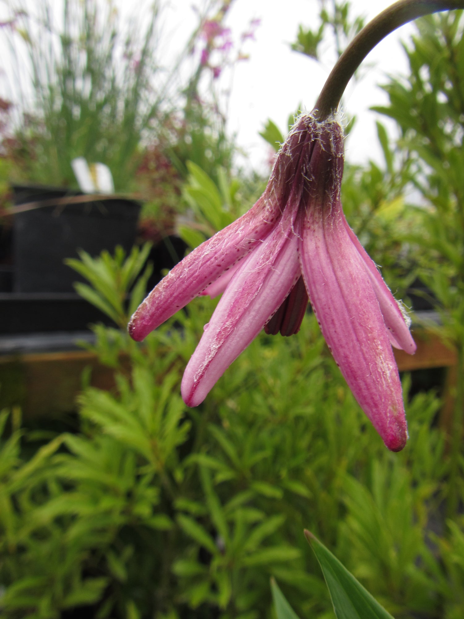 Lilium martagon var. pilosiusculum