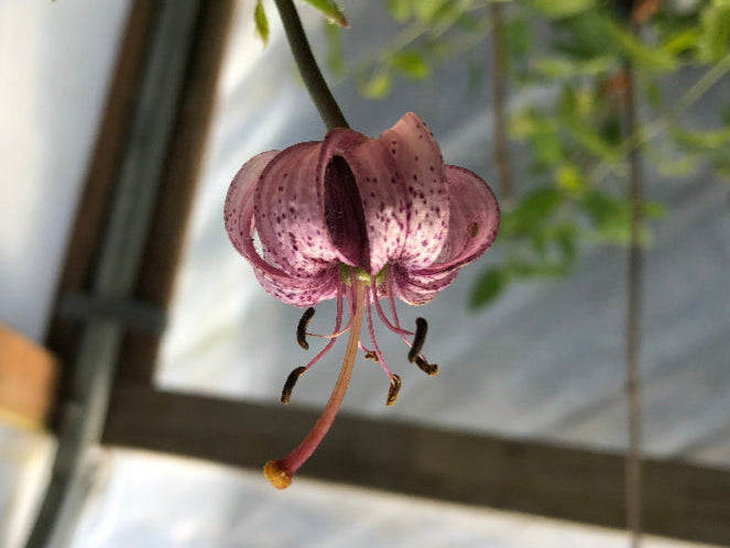 Lilium martagon var. pilosiusculum