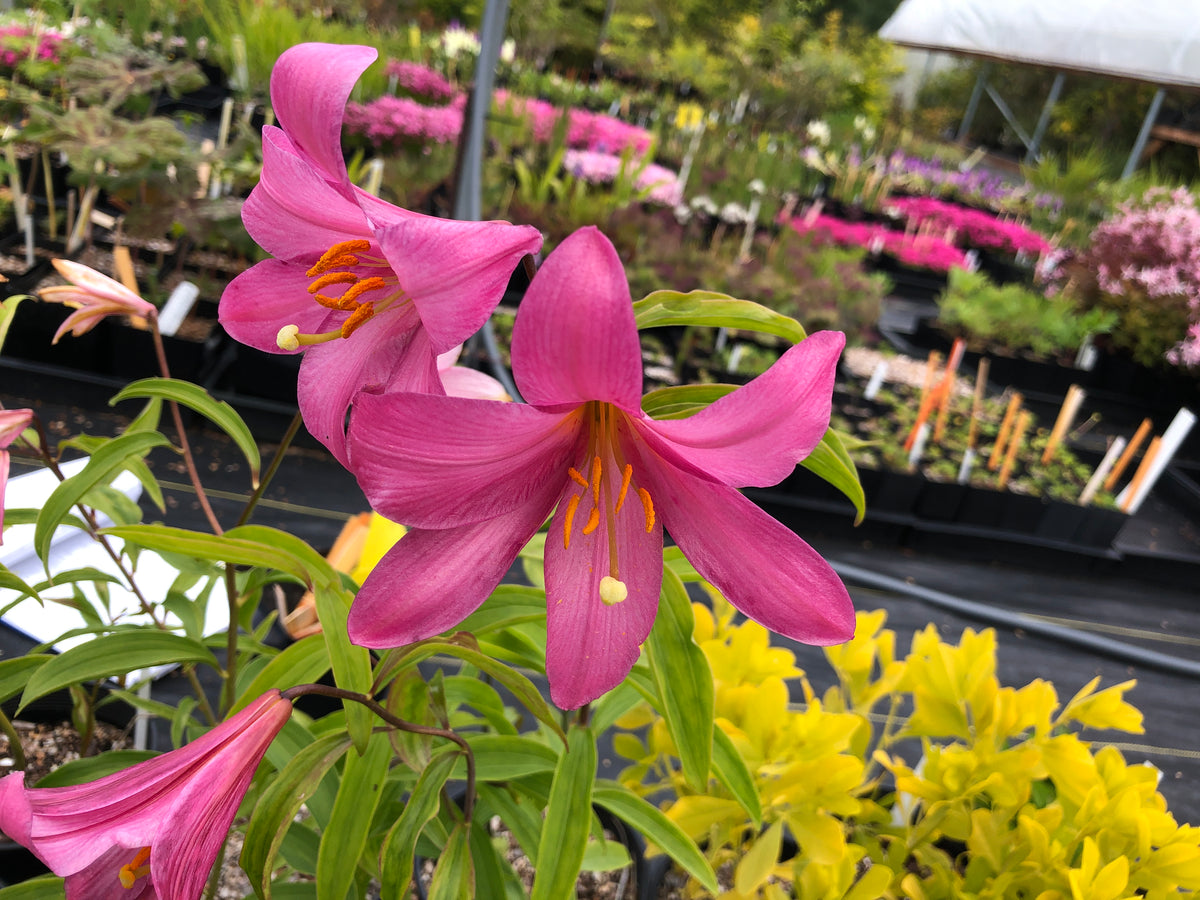umbrella lily flower Lilium rubellum