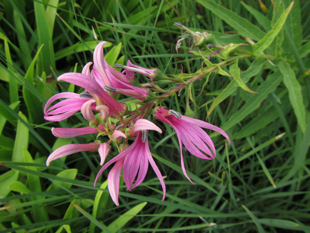 Lobelia bridgesii CEH 2409