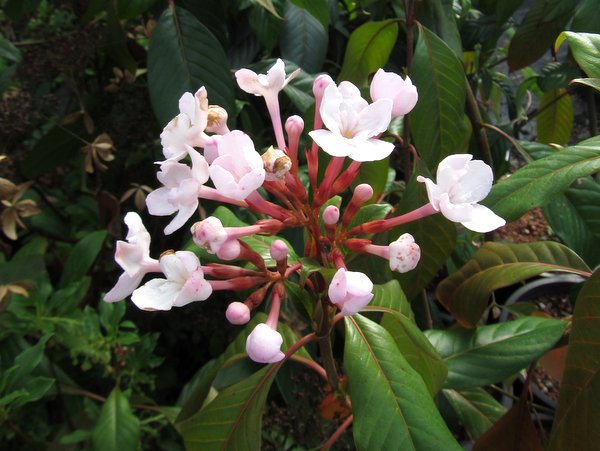 Luculia pinceana (syn. intermedia)