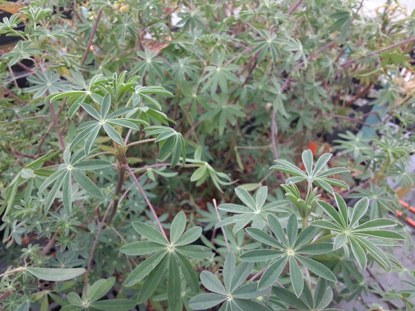 Lupinus rivularis – Far Reaches Farm