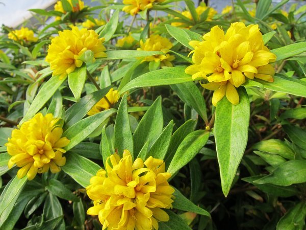 Lysimachia paridiformis var. stenophylla