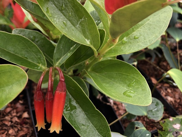 Macleania insignis BLM 0628