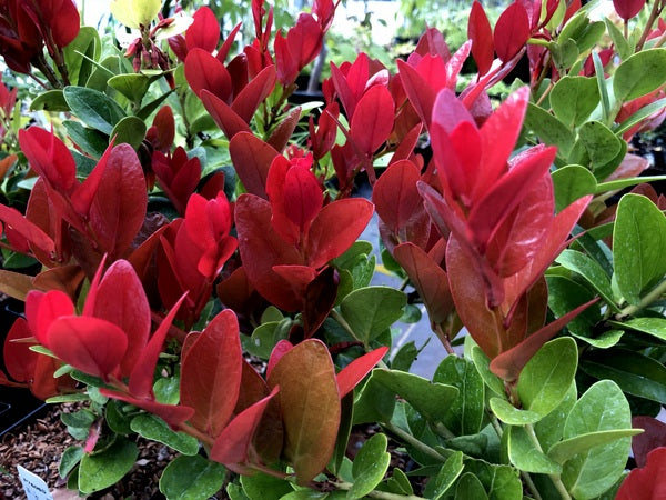 Macleania insignis BLM 0628