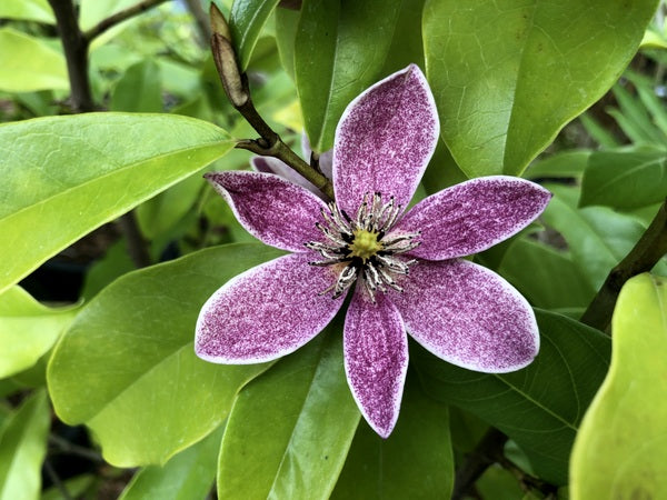 Magnolia (laevifolia x figo var. crassipes)