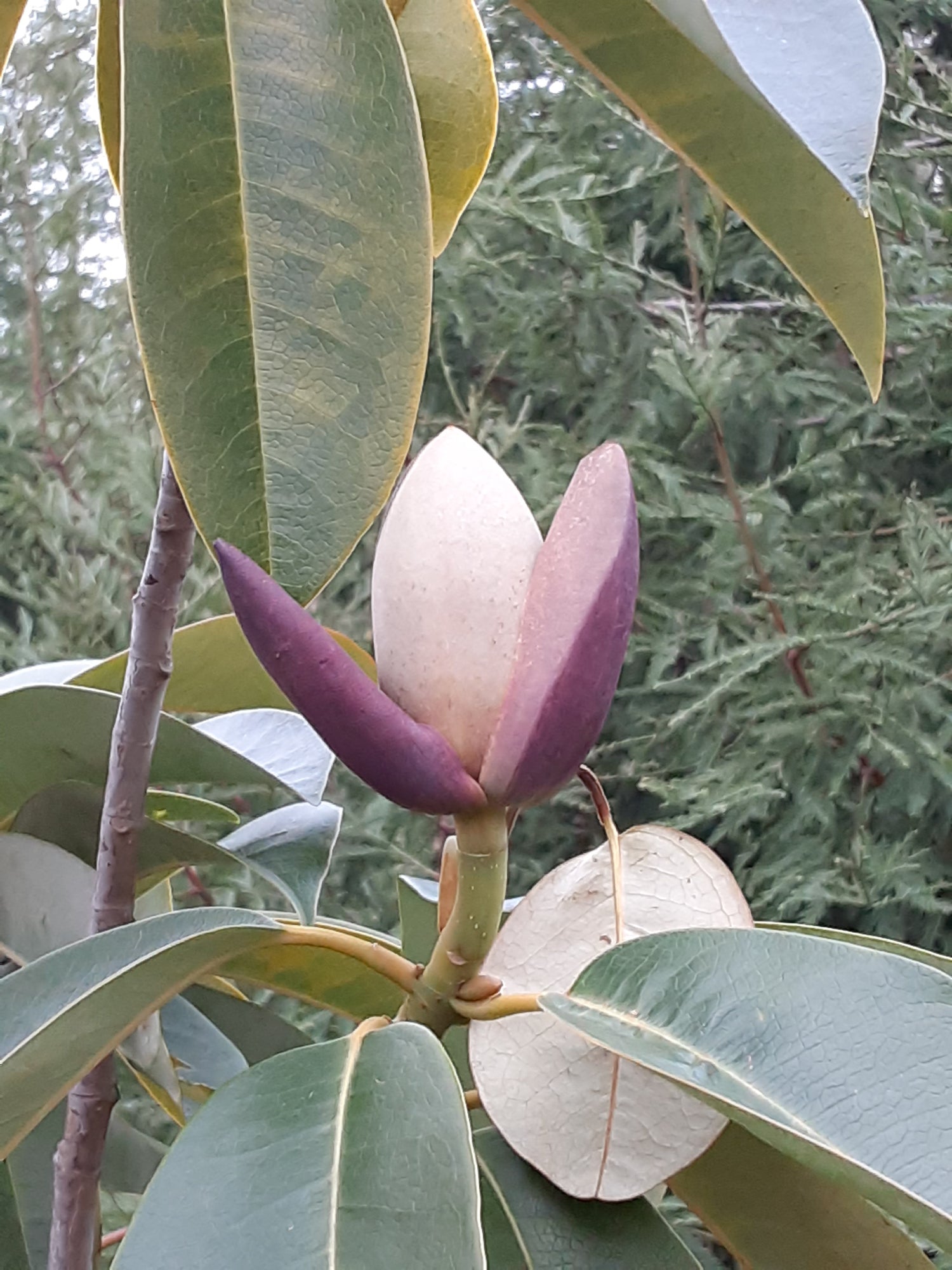 Magnolia sapaensis FMWJ 13330