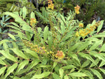 Mahonia eurybracteata 