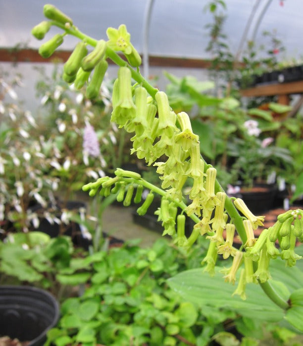 A spike of yellow-green flowers of Maianthemum henryi