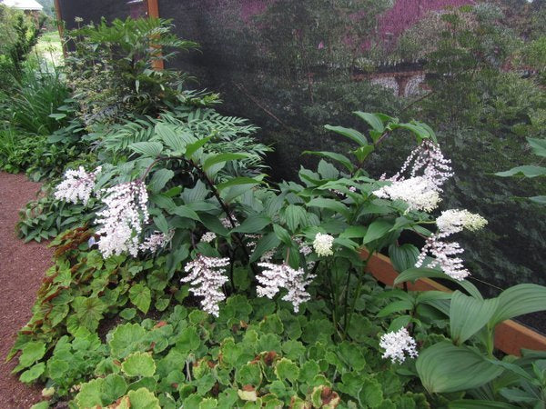 Maianthemum oleraceum - white
