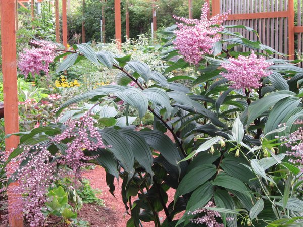 A shrub of Maianthemum oleraceum with large pink panicle flowers