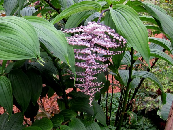 Maianthemum oleraceum - Pink Form