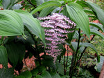 A closeup of the pink panicle flowers of Maianthemum oleraceum